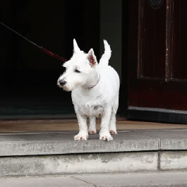 Bridge of Orchy Image of White Scottish Terrier at Hotel Door